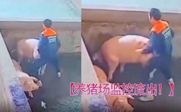 养猪场监控流出只要有洞就可以草