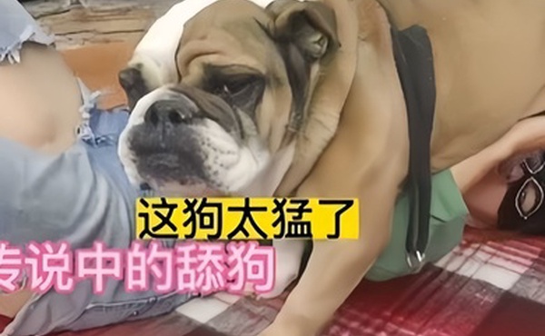 狗乱伦传说中的舔狗好菜都让狗拱