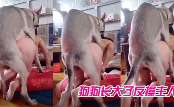 狗.狗长.大了.反操主.人