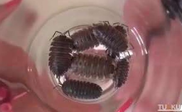 蟑螂进去女人的阴太刺激了